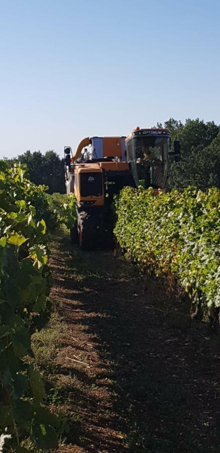 Logis De Bois Roche Βίλα Saint-Bonnet-sur-Gironde Εξωτερικό φωτογραφία