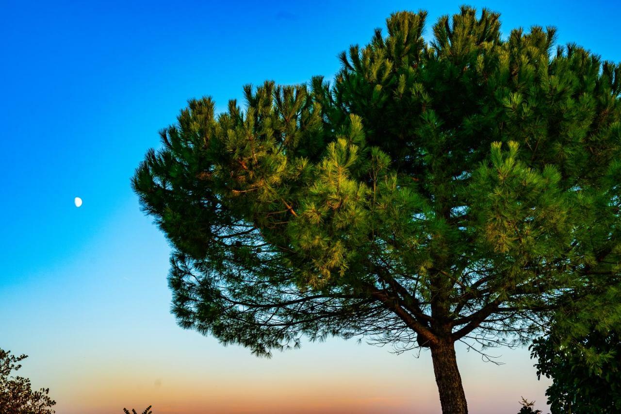Logis De Bois Roche Βίλα Saint-Bonnet-sur-Gironde Εξωτερικό φωτογραφία